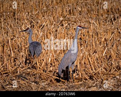 Sandhill gru di Staten Island preservare, California Foto Stock