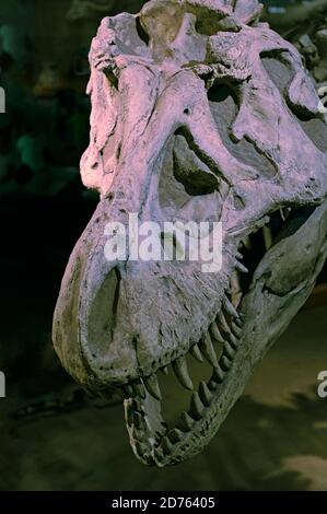 Scheletro di Tyrannosaurus Rex (cranio) al Royal Tyrrell Museum di Drumheller, Alberta, Canada Foto Stock