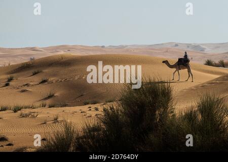 Giostre beduine a dorso di cammello attraverso il deserto sabbioso di Dubai Foto Stock