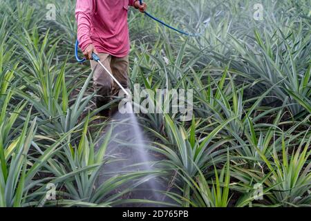 Primo piano Farmer spray pianta ananas concime polline mix in ananas fattoria, settore agricolo concetto Foto Stock