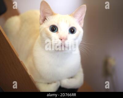 Mitzie il camepoint Siamese sulla sedia Foto Stock