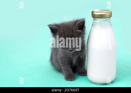 Gattino e una bottiglia di latte. Gatto grigio con cibo nel carrello. Sfondo blu. Spazio di copia. Foto Stock