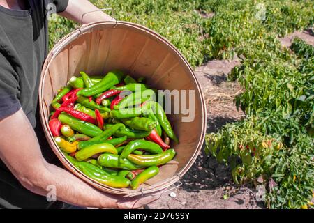 L'uomo tiene in su secchio di fresco rosso e verde valle del portello cile in Albuquerque, New Mexico, Stati Uniti durante il raccolto dei peperoncini in campo agricolo Foto Stock