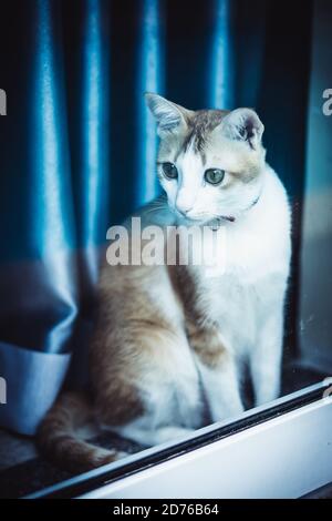 Giovane marrone zenzero bianco gatto shorthair sedersi sul davanzale curiosamente guardare attraverso la finestra vetro riflessione, attendere, tende, dall'esterno. Fare attenzione Foto Stock