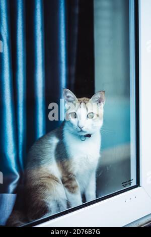 Giovane marrone zenzero bianco gatto shorthair sedersi sul davanzale curiosamente guardare attraverso la finestra vetro riflessione, attendere, tende, dall'esterno. Fare attenzione Foto Stock