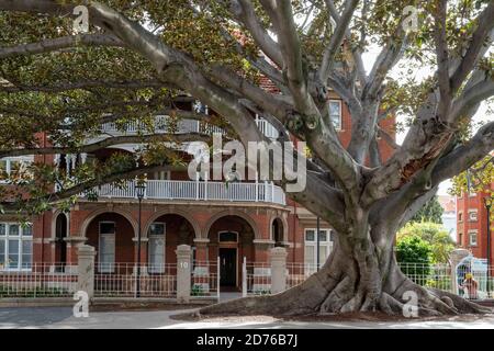 Kirkman House e il suo famoso albero Moreton Bay Fig. Foto Stock