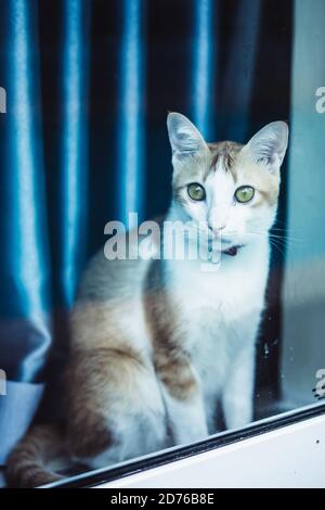 Giovane marrone zenzero bianco gatto shorthair sedersi sul davanzale curiosamente guardare attraverso la finestra vetro riflessione, attendere, tende, dall'esterno. Fare attenzione Foto Stock