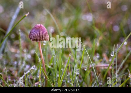 primo piano da terra di alcuni funghi Foto Stock