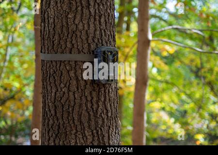 Telecamera di caccia mimetizzata su tronco di albero testurizzato Foto Stock