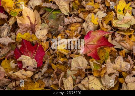 un tappeto di colorate foglie autunnali in un bosco durante un anno d'albero con prolifica caduta di foglie sul fondo boschivo. Foto Stock