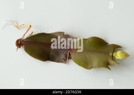 Succulenti in crescita a casa, foglie succulente con nuove radici e poco pianta in crescita Foto Stock