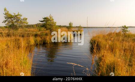 Paesaggio boschiva, vegetazione boschiva dipinta in autunno, piccoli laghi boschive, isole cresciute con piccoli pini boschive, erba, muschio coprire il terreno, Kodaja boss, la Foto Stock