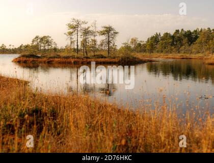 Paesaggio boschiva, vegetazione boschiva dipinta in autunno, piccoli laghi boschive, isole cresciute con piccoli pini boschive, erba, muschio coprire il terreno, Kodaja boss, la Foto Stock