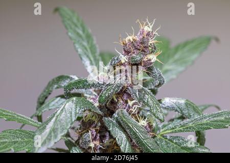 Cima di una pianta di Cannabis femminile in fiore Foto Stock