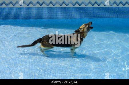 Colpo di un cane compagno in montagna Foto Stock