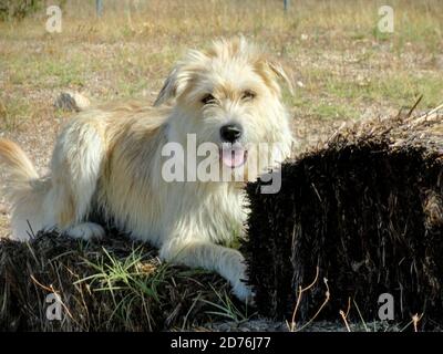 Closeup di un carino cane da pastore portoghese a bocca aperta Foto Stock