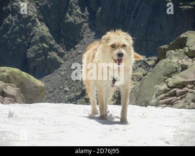 Colpo di un cane carino in montagna Foto Stock