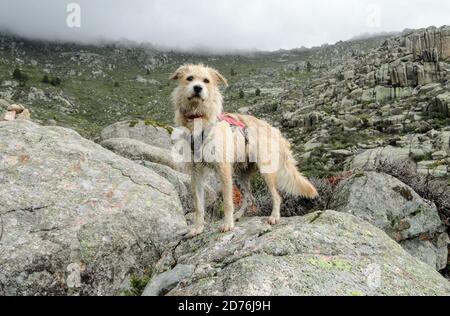 Colpo di un cane carino sulle montagne Foto Stock