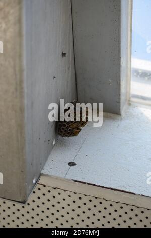 piccolo nido di vespe appeso su una sola vite Foto Stock