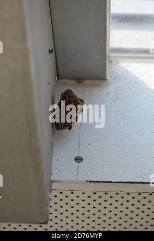 piccolo nido di vespe appeso su una sola vite Foto Stock