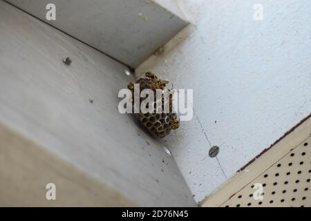 piccolo nido di vespe appeso su una sola vite Foto Stock