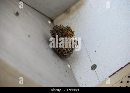 piccolo nido di vespe appeso su una sola vite Foto Stock