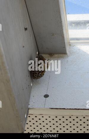 piccolo nido di vespe appeso su una sola vite Foto Stock