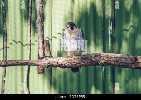 hawk seduto su un ramo d'albero nella giornata di sole Foto Stock