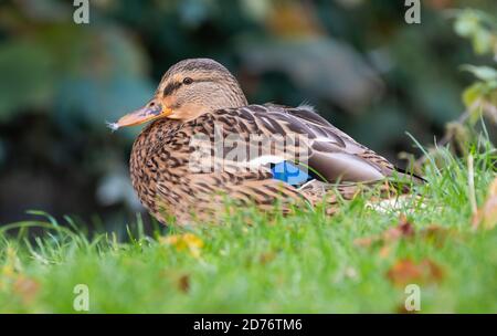 Femmina d'anatra di Mallard (Anas platyrhynchos), vista laterale, seduta sull'erba in autunno nel Sussex occidentale, Inghilterra, Regno Unito. Foto Stock