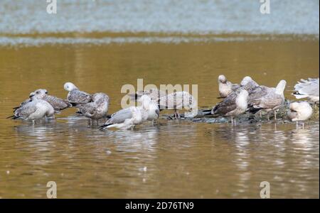 Flock of Herring Gulls (Larus argentatus) in acque poco profonde in autunno nel Sussex occidentale, Inghilterra, Regno Unito. Foto Stock