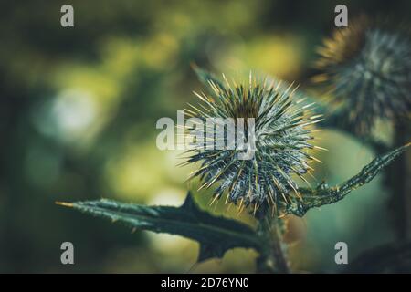 Primo piano di un piccolo Cirsium vulgare gemma, comunemente noto come il tistolo della lancia, il tistolo del toro o il tistolo comune Foto Stock