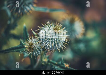 Primo piano di piccoli boccioli vulgare del Cirsium, comunemente noti come il tistolo della lancia, il tistolo del toro o il tistolo comune Foto Stock