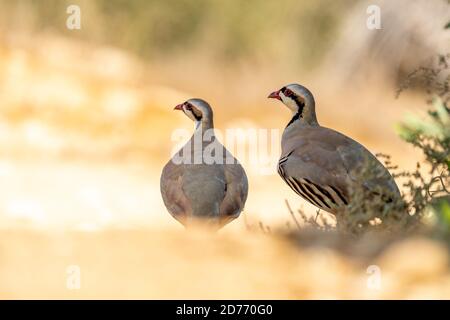 Chukar Partridge o Chukar (Alectoris chukar) fotografato in Israele, vicino ad una piscina d'acqua deserto di Negev. Un uccello paleartico upland nel fagiano Foto Stock