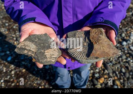 Un Ammonite fossilizzato nello shale a Kimmeridge Bay, Dorset, Inghilterra Foto Stock