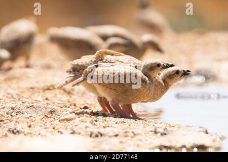 Chukar Partridge o Chukar (Alectoris chukar) fotografato in Israele, vicino ad una piscina d'acqua deserto di Negev. Un uccello paleartico upland nel fagiano Foto Stock