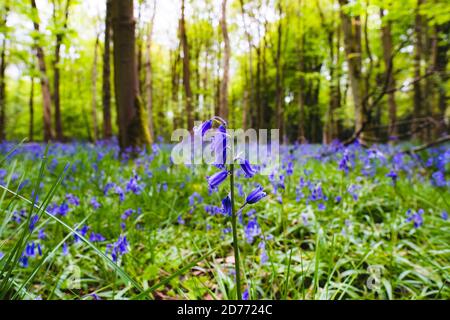 Il sole del Regno Unito attraversa boschi di bluebell con viola blu intenso fiori sotto una tettoia di faggio verde brillante Foto Stock