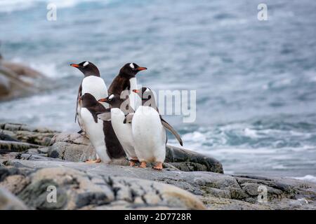 I pinguini di Gentoo (Pygoscelis papua). I pinguini Gentoo crescere a lunghezze di 70 centimetri e vive in grandi colonie sulle isole antartiche. Si nutrono di pl Foto Stock