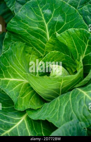 Cavolo molle a foglia sciolta , Brassica Foto Stock