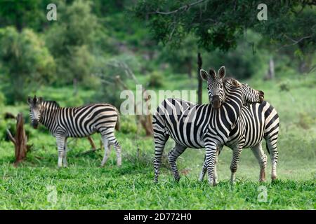 Due stalloni zebra si impegnano in una lotta territoriale durante l'estate verde lussureggiante a Kruger Park con un'altra zebra che lo guarda. Equus quagga Foto Stock