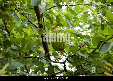 Arancio-osage, mela-siepe, mela-cavallo, frutta e foglie di bodark o di bodock (Maclura pomifera), Moraceae. Foto Stock