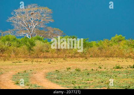 Prateria e foresta, Parco Nazionale di Udawalawe, Sri Lanka, Asia Foto Stock