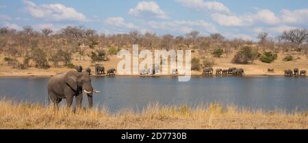 Vista panoramica del paesaggio di elefanti africani (Loxodanta africana) mandria di famiglia che beve in una diga di stagno nel Parco Nazionale Kruger, Sud Africa Foto Stock