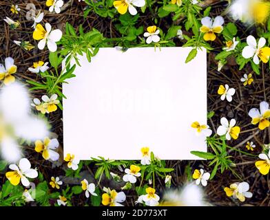 Cartoncino bianco mockup con fiore giallo e foglie verdi sulla terra della natura. Disposizione piatta Foto Stock