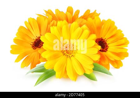 Fiori di calendula officinalis erba medicinale isolato su sfondo bianco Foto Stock