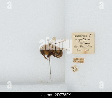 Canada, Bombus (Pirobombus) impaziens Cresson, 1863, Animalia, Arthropoda, Insecta, Imenoptera, Apidi, Aminae Foto Stock