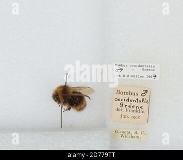 Glenora, Regional District of Kitimat-Stikine, British Columbia, Canada, Bombus (Bombus) Occidentalis Greene, Animalia, Arthropoda, Insecta, Hymenoptera, Apidi, Apidae Foto Stock