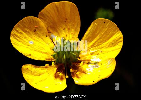 Ranuncolo Foto Stock