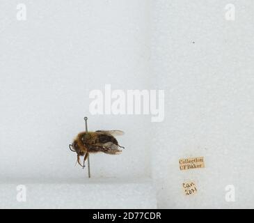 Canada, Bombus (Pirobombus) impaziens Cresson, 1863, Animalia, Arthropoda, Insecta, Imenoptera, Apidi, Aminae Foto Stock