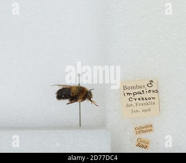 Canada, Bombus (Pirobombus) impaziens Cresson, 1863, Animalia, Arthropoda, Insecta, Imenoptera, Apidi, Aminae Foto Stock