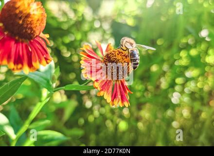 Ape di miele ricoperta di polline giallo che raccoglie nettare in fiore. Animale è seduto a raccogliere in sole estate girasole. Importante per l'ambiente ec Foto Stock